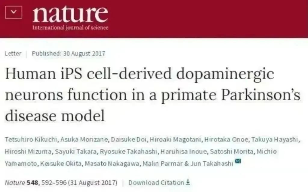 人類(lèi) iPS 細胞衍生的多巴胺能神經(jīng)元在靈長(cháng)類(lèi)帕金森病模型中發(fā)揮作用