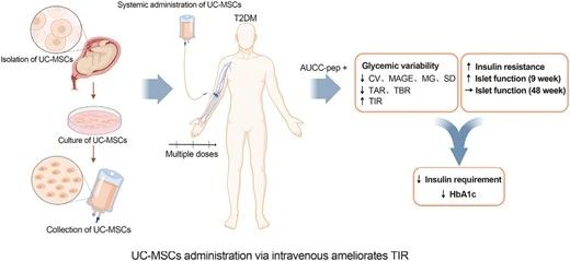 UC-MSCs可以通過(guò)靜脈輸注的方式來(lái)改善2型糖尿病患者的血糖控制。