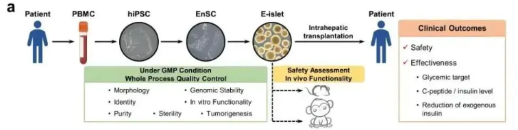 我國干細胞治療糖尿病的研究進(jìn)展