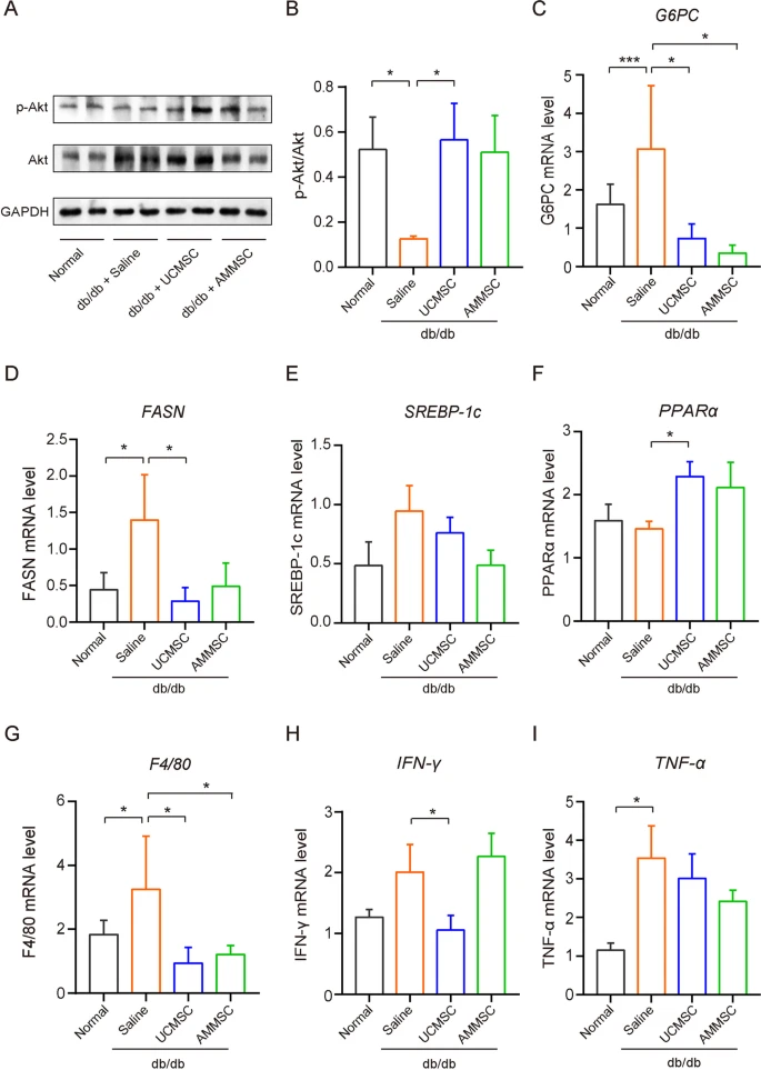 圖3：MSC給藥改善了Akt磷酸化和糖脂代謝功能障礙，并減少了肝臟炎癥。