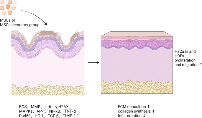 圖7：間充質(zhì)干細胞促進(jìn)皮膚年輕化的機制