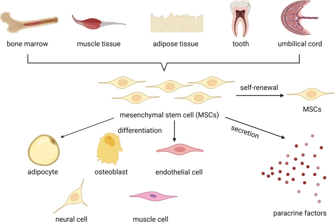 間充質(zhì)干細胞分化示意圖