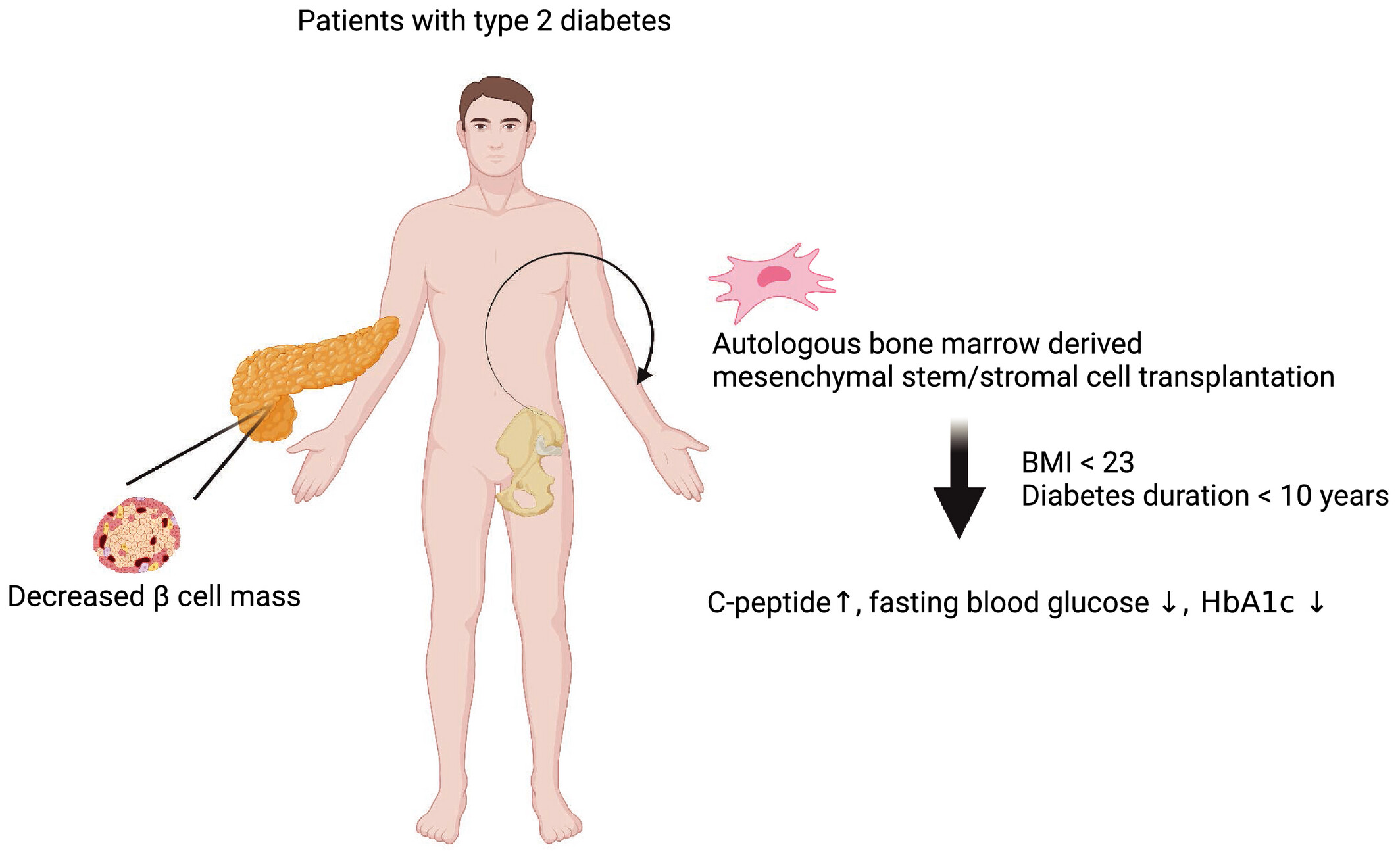 圖1：自體骨髓間充質(zhì)/基質(zhì)干細胞移植可以安全地改善2型糖尿病患者的高血糖癥并恢復C肽水平。