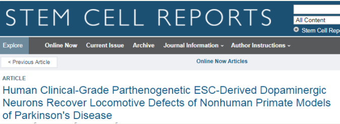 人類(lèi)臨床級孤雌生殖 ESC 衍生的多巴胺能神經(jīng)元可恢復非人類(lèi)靈長(cháng)類(lèi)動(dòng)物帕金森病模型的運動(dòng)缺陷