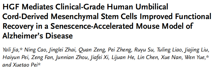HGF 介導臨床級人臍帶間充質(zhì)干細胞改善阿爾茨海默病衰老加速小鼠模型的功能恢復
