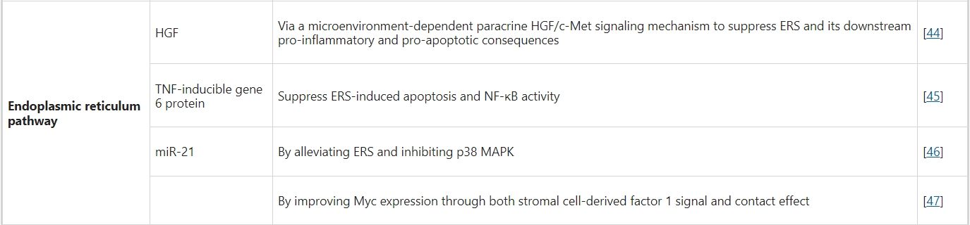 內質(zhì)網(wǎng)途徑