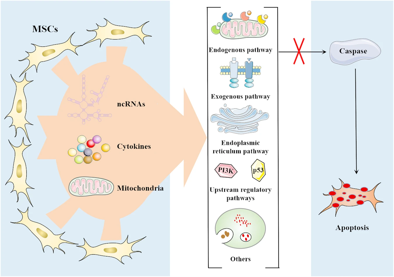 圖2：間充質(zhì)干細胞 (MSC) 通過(guò)靶向多種途徑抑制細胞凋亡