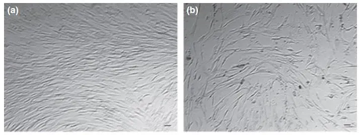 △培養基中培養14天后，年輕組（19-40），中年齡組（41-60）和老年組（61-89歲）的干細胞計數對比