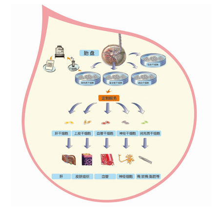 什么是胎盤(pán)干細胞：胎盤(pán)干細胞來(lái)源、臨床作用