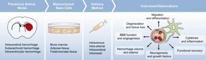 間充質(zhì)干細胞治療對出血性腦卒中患者來(lái)說(shuō)既安全又可耐受 間充質(zhì)干細胞治療對出血性腦卒中患者來(lái)說(shuō)既安全又可耐受