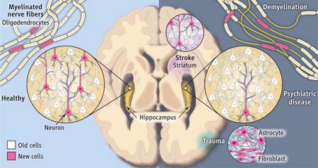 一生中產(chǎn)生的新腦細胞