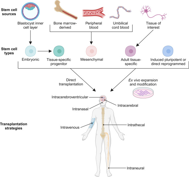 圖1：干細胞分類(lèi)和治療應用的遞送策略。