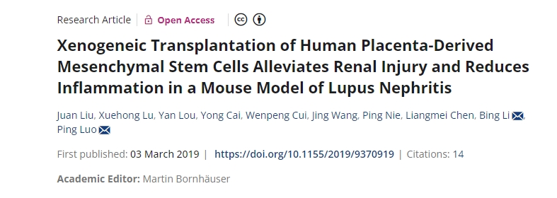 人類(lèi)胎盤(pán)來(lái)源的間充質(zhì)干細胞異種移植可減輕狼瘡性腎炎小鼠模型的腎臟損傷并減少炎癥
