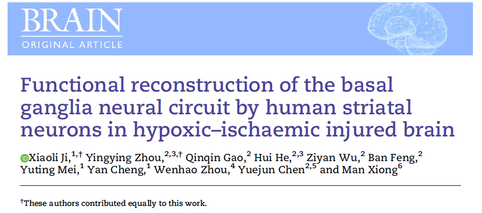 缺氧缺血性腦損傷中人類(lèi)紋狀體神經(jīng)元對基底神經(jīng)節神經(jīng)回路的功能重建
