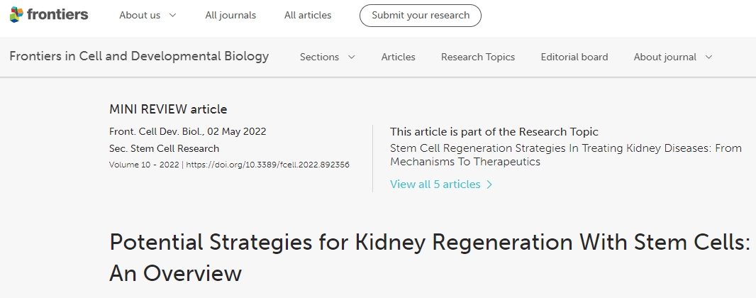 利用干細胞進(jìn)行腎臟再生的潛在策略：概述