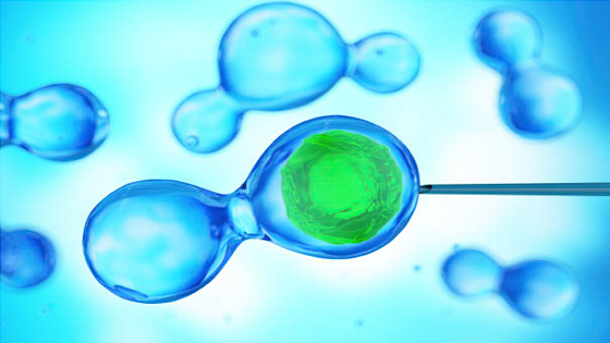 干細胞治療脊髓損傷的作用機制