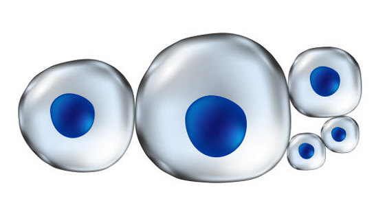 干細胞治療系統性紅斑狼瘡的作用機制