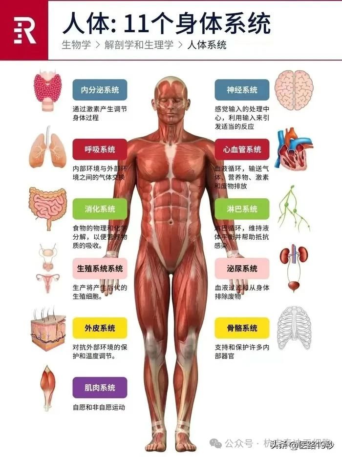 人體:11個(gè)身體系統