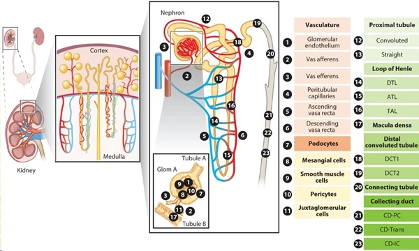 圖 1：腎臟上皮細胞和內皮細胞概覽。圖片來(lái)源：PMID：34843404
