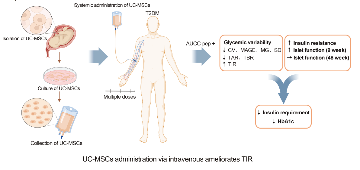通過(guò)靜脈注射間充質(zhì)干細胞可以改善葡萄糖目標范圍內時(shí)間