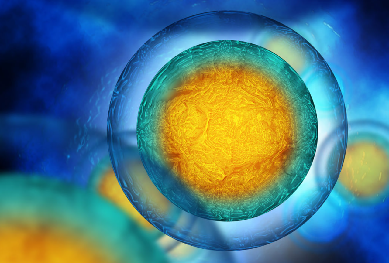 間充質(zhì)干細胞示意圖