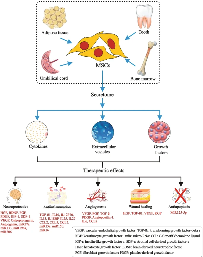 圖1：間充質(zhì)干細胞的來(lái)源、分泌組組成和治療益處。