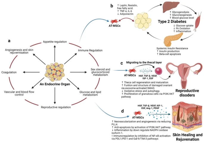 不建議使用自體AT-MSC治療T2DM等代謝疾?。▓D4）。
