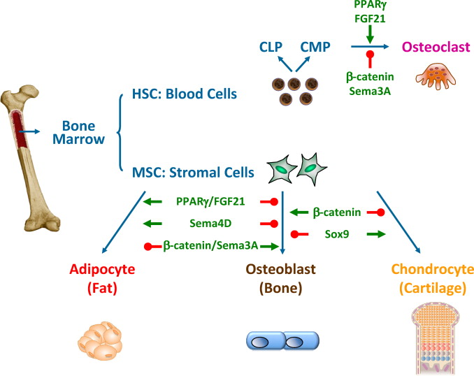 骨髓間充質(zhì)干細胞的來(lái)源、特性、作用是什么？