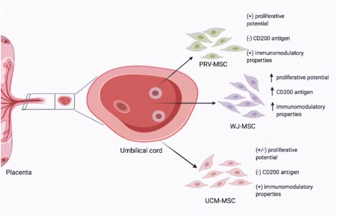 臍帶間充質(zhì)干細胞的來(lái)源、特性、作用是什么？