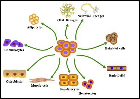 脂肪間充質(zhì)干細胞的來(lái)源、特性、作用是什么？