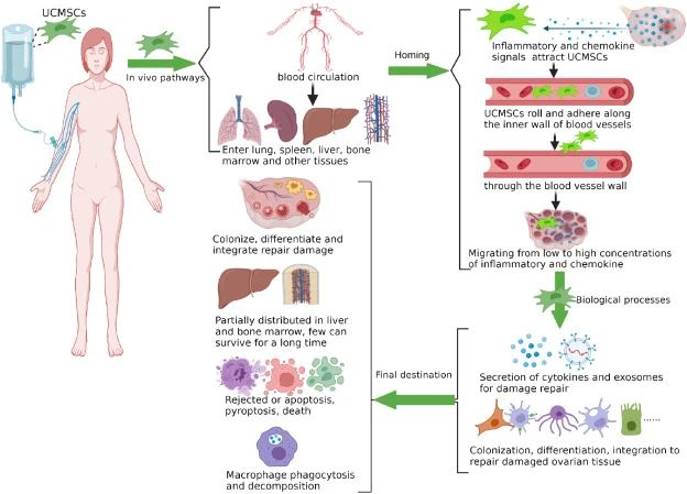 一、什么是臍帶間充質(zhì)干細胞？