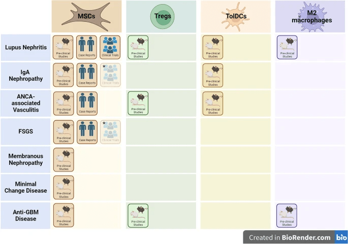 自身免疫性腎病調節性細胞療法的開(kāi)發(fā)階段。