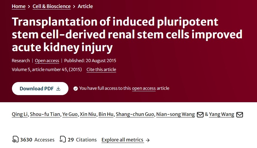 誘導性多能干細胞來(lái)源的腎干細胞移植改善急性腎損傷