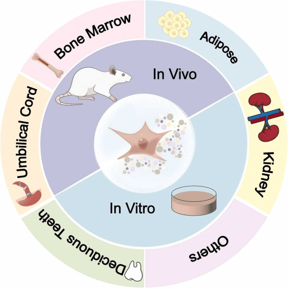圖1：間充質(zhì)干細胞 (MSC) 及其衍生的外泌體 (MSCs-Exo) 的多種來(lái)源。