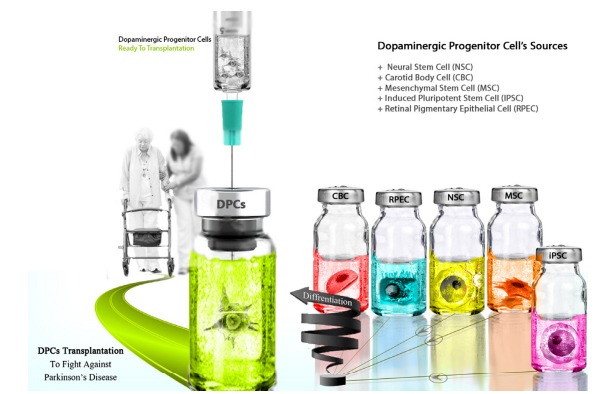 圖3：用于產(chǎn)生多巴胺能神經(jīng)元的不同細胞來(lái)源，以便將其應用于PD患者的移植。