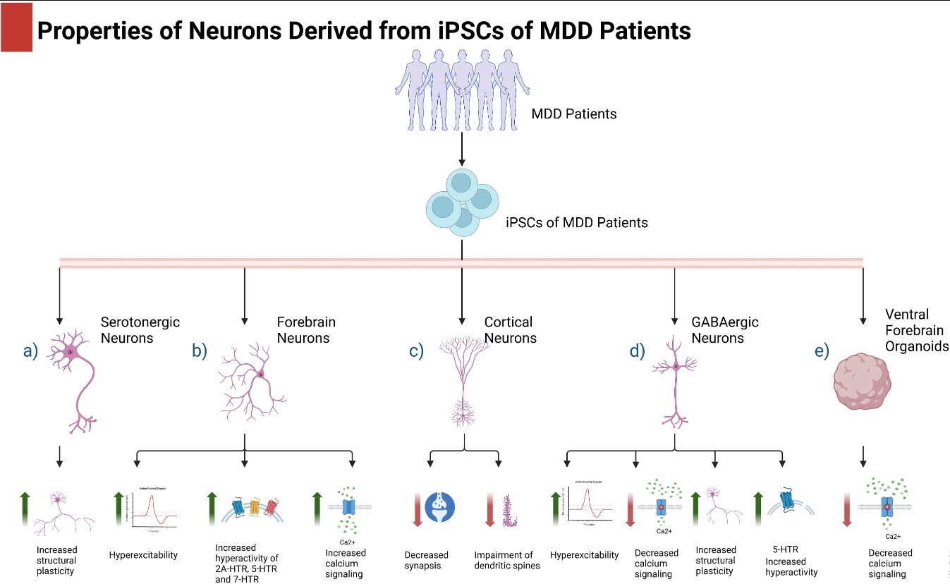 圖1：抑郁癥患者的iPSC及其在抑郁癥中的應用。