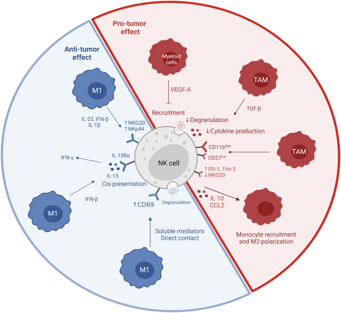 圖2：NK細胞和巨噬細胞相互作用
