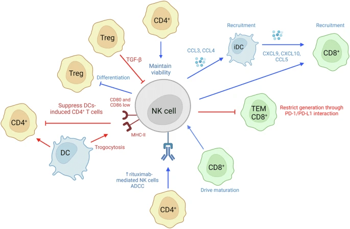 圖6：NK細胞和T細胞相互作用。