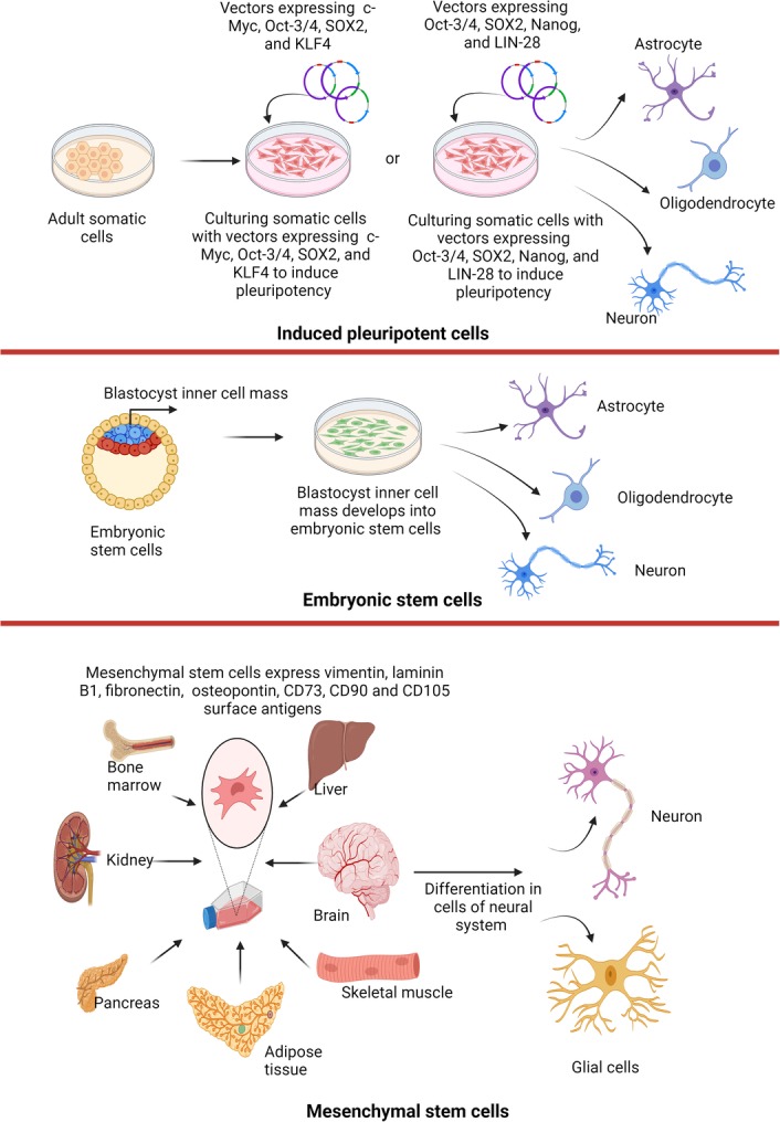圖1：不同來(lái)源的干細胞可用于治療神經(jīng)退行性疾病。