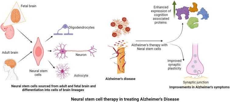 圖2：神經(jīng)干細胞在改善阿爾茨海默病癥狀中的作用。