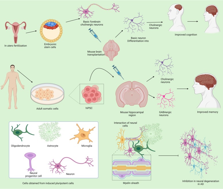 圖3：不同來(lái)源的干細胞在抑制阿爾茨海默病中的作用