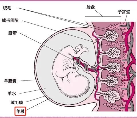 作用堪比全能干細胞，重新認識人羊膜上皮細胞的細胞特性及其治療應用