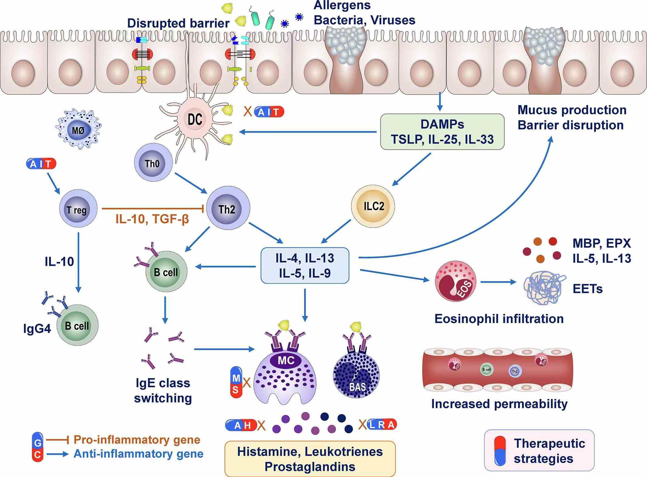 圖1：過(guò)敏性鼻炎的免疫反應和治療方法。