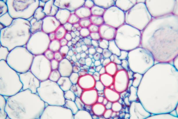 什么是間充質(zhì)干細胞 (MSC)？