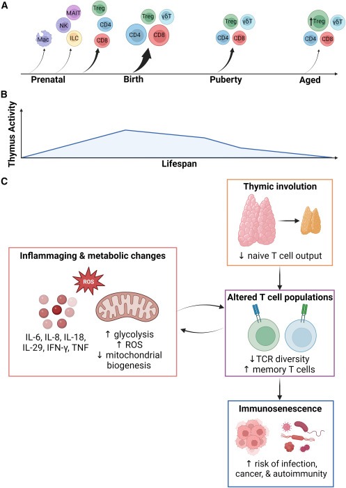 圖2：胸腺輸出量隨著(zhù)年齡的增長(cháng)而變化并逐漸下降，導致老年人出現與年齡相關(guān)的免疫功能損害