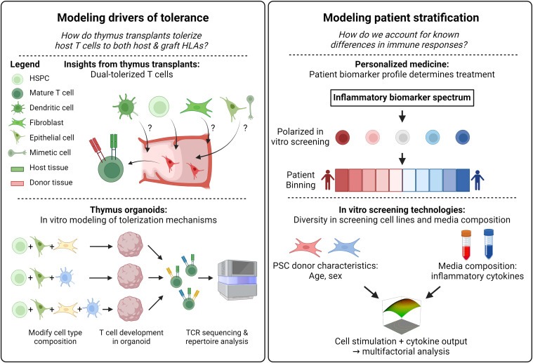 圖5：新興免疫再生療法的持續進(jìn)展需要更好地了解移植細胞和組織如何與宿主免疫系統相互作用和發(fā)揮作用，以及開(kāi)發(fā)體外模擬各種免疫系統狀態(tài)的技術(shù)