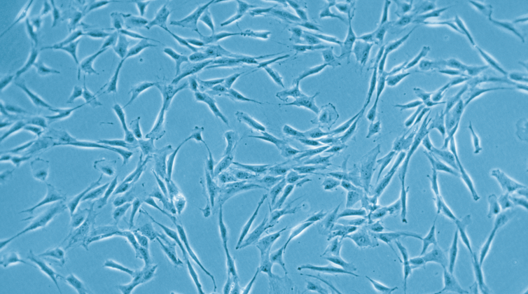 間充質(zhì)干細胞精準調控