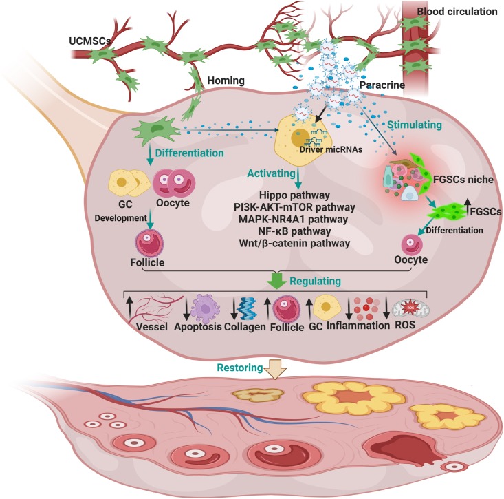 圖2：臍帶間充質(zhì)干細胞治療卵巢衰老的機制。