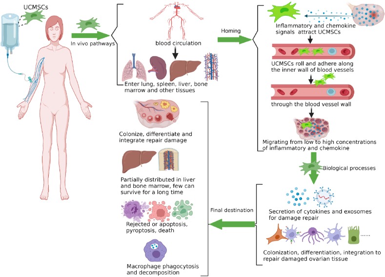 圖1：臍帶間充質(zhì)干細胞在體內的命運。