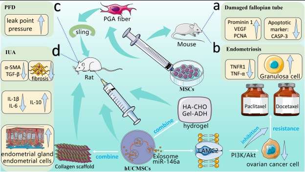 圖2：間充質(zhì)干細胞在婦產(chǎn)科疾病應用相關(guān)的動(dòng)物實(shí)驗。